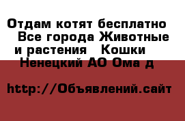 Отдам котят бесплатно  - Все города Животные и растения » Кошки   . Ненецкий АО,Ома д.